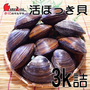 【かにのマルマサ】北海道産 活ホッキ貝 3キロ詰（9～12個入）