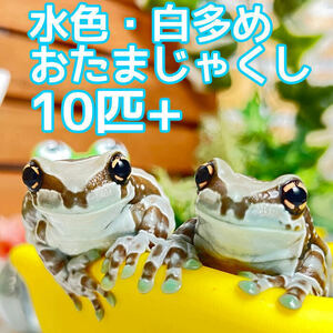 限定特価!! 死着保証あり　ミルキーフロッグ　水色・白多め　おたまじゃくし　10匹保証　3セット