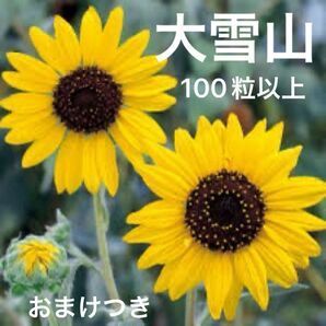 ★姫ひまわり・白妙向日葵　大雪山の種100粒以上＋おまけの種(白いアサガオ）