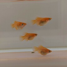 【天真めだか】朱天皇ダルマ　♂2♀2　4匹セット　固定率バツグン！　まるで小さな金魚(^^)　SH:15_画像3