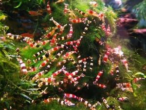  Red Bee Shrimp & black bee shrimp 30 pcs Mix 