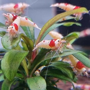  Red Bee Shrimp 30 pcs Mix 