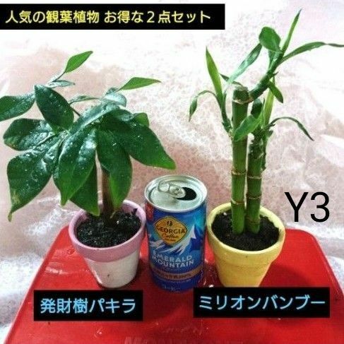 【Y3】人気の観葉植物 お得な２点セット 発財樹パキラ ミリオンバンブー 抜き苗