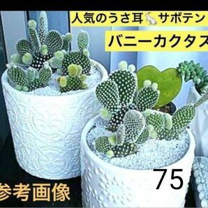 【75】人気のうさ耳サボテン バニーカクタス 白桃扇 抜き苗