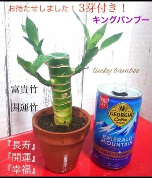 【16】キングバンブー　抜き苗　ラッキーバンブー　富貴竹　開運竹　観葉植物