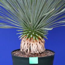元気いっぱい　ユッカロストラータ　国内栽培品　(緑シール) Yucca rostrata 160サイズ　　　　_画像6