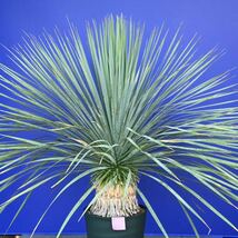 生育旺盛　元気いっぱい　ユッカロストラータ　国内栽培品(紫シール) Yucca rostrata 180サイズ　　　　_画像1