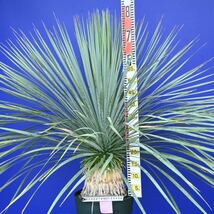 生育旺盛　元気いっぱい　ユッカロストラータ　国内栽培品(紫シール) Yucca rostrata 180サイズ　　　　_画像8
