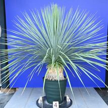 生育旺盛　元気いっぱい　ユッカロストラータ　国内栽培品(紫シール) Yucca rostrata 180サイズ　　　　_画像5