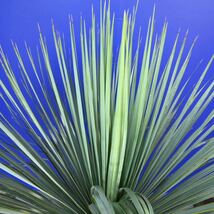 生育旺盛　元気いっぱい　ユッカロストラータ　国内栽培品(紫シール) Yucca rostrata 180サイズ　　　　_画像10
