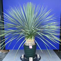 生育旺盛　元気いっぱい　ユッカロストラータ　国内栽培品(紫シール) Yucca rostrata 180サイズ　　　　_画像2