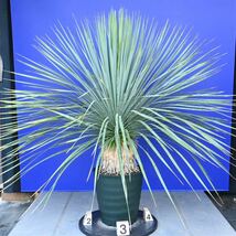 生育旺盛　元気いっぱい　ユッカロストラータ　国内栽培品(紫シール) Yucca rostrata 180サイズ　　　　_画像4