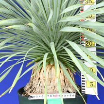 生育旺盛　元気いっぱい　ユッカロストラータ　国内栽培品　(緑シール) Yucca rostrata 160サイズ　　　　_画像7