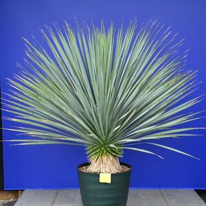 生育旺盛　元気いっぱい　ユッカロストラータ　国内栽培品　(黄色シール) Yucca rostrata 160サイズ　　　　