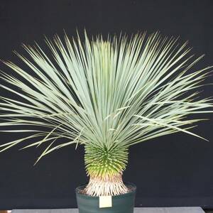 丹精込めて育てました　ユッカロストラータ　国内栽培品　(黄色シール) Yucca rostrata 160サイズ　　　　