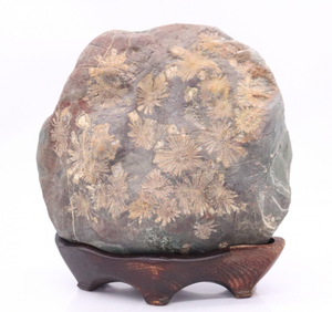 [to.] chrysanthemum stone weight approximately 6.7Kg size 22cm×23cm pedestal attaching appreciation stone decoration stone ornament thing objet d'art collection interior DE013DEM11