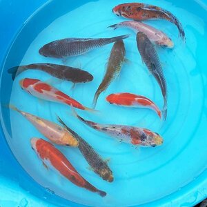 金魚 鮒金（1匹）約10cm～15cm前後 フナ金 ふな金 和金 新潟産 フナ ハイブリッド金魚 金魚 生体