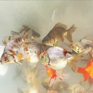 【国産金魚】ダルマ琉金 ショートテール ST 1匹 L 約9cm～12cm前後 金魚 生体