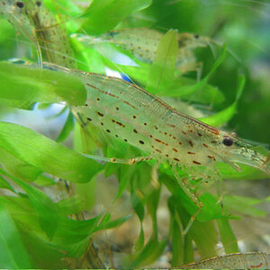  Yamato freshwater prawn 20 pcs shrimp breeding for * bait for also! organism [ aquarium inside koke also effect .]