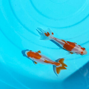 .. Japanese wakin S 1 pcs approximately 5cm~8cm rom and rear (before and after) three tsu tail three tsu tail Japanese wakin goldfish organism 