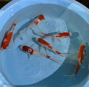 1 start .. comet (LL)6 pcs 18cm~22cm rom and rear (before and after) goldfish 