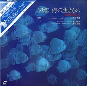 B00170296/LD2 sheets set /[ illustrated reference book sea. raw kimono less .. animal fish ]