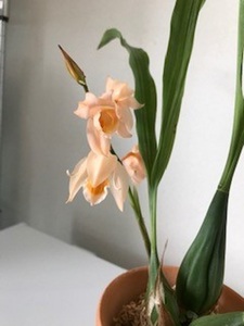 ◆洋蘭 Coelogyne（ coel fluffy bob ）株分け　◆ 交配種Coelogyne Day Dream× Coelogyne miniata