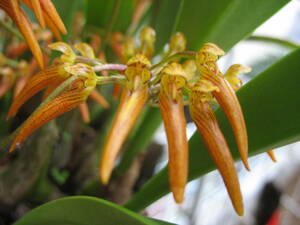 Bulb. nodosum B オレンジ色の美花