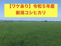 【ワケあり】令和５年・新潟コシヒカリ約30kg 玄米（古代米入り）#4_画像1