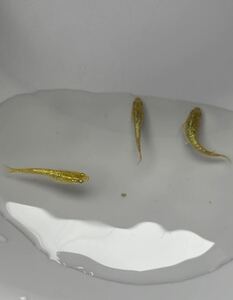 【現物】金塊メダカ　若魚トリオ（♂1、♀2）　ハイビスカス　ネプチューン　ドライフラワー