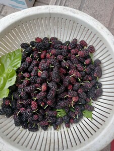  mulberry. real own cultivation 500g gram and more 