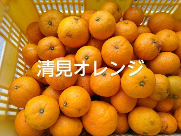 本州限定、完熟清見オレンジ5kg、広島県産産地直送家庭用農薬不使用ビタミンC