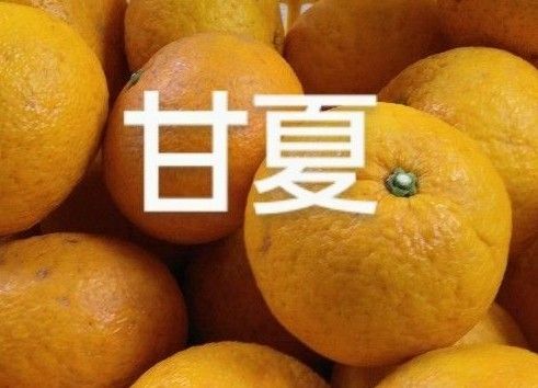 本州限定、甘夏1kg、広島県産産地直送家庭用農薬不使用ビタミンC