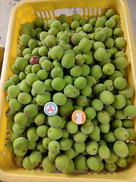 青梅大梅10kg、広島県産産地直送家庭用農薬不使用サイズ混合