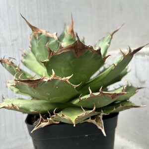 [ large stock ] agave titanota. fire agave chitanota torch ( inspection ). sea GODZILLA unknown white .o terrorism ioteroi or is ka