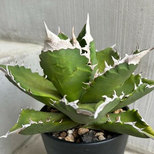 【子株】 agave titanota White fire アガベ チタノタ ホワイトファイヤー 白火焔 (検) トリケラトプス オテロイ oteroi オアハカ 白犀牛