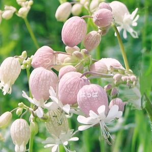 【増量中】 花の種 可愛い＆食べられるハーブ 白玉草 60粒 