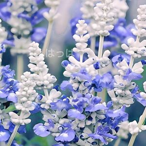  花の種 サルビア ファリナセア ストラータ30粒 青い花