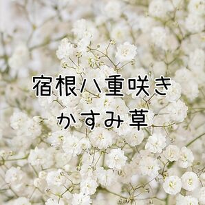 花の種 毎年咲く 宿根八重咲きかすみ草40粒 多年草