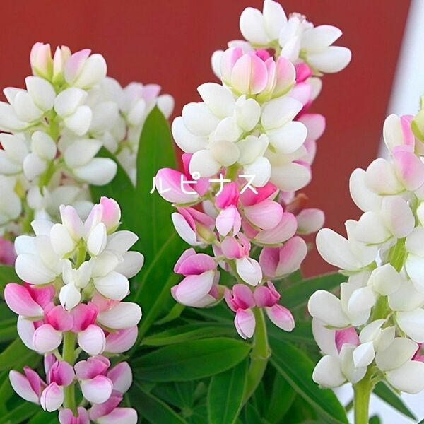 【増量中】花の種 矮性ルピナス ピクシーデライトmix 50粒