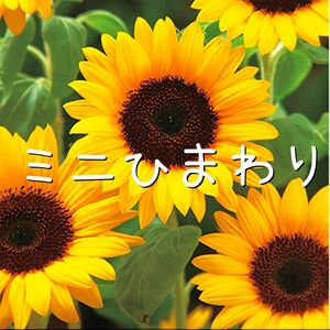  花の種 ミニひまわり スマイルラッシュ20粒