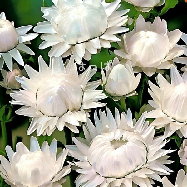  ツヤツヤの花弁が素敵！花の種 ヘリクリサム（帝王貝細工）ホワイト 60粒