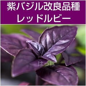  紫バジル（レッドルビー）50粒 ハーブの種 夏野菜