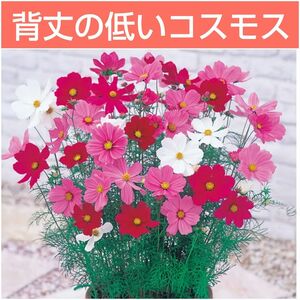 花の種 背丈の低いミニコスモス mix色 50粒 わい性