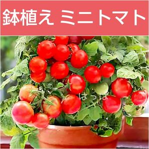 野菜の種 支柱の要らないミニトマト！ レジナ 12粒