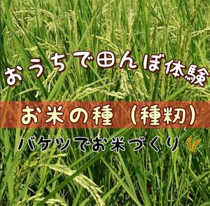 【お家で田んぼ体験】お米の種　種籾　20g 自然農コシヒカリ　バケツ稲に◎稲作　はざかけ米　新米　高発芽率 自然観察 自家採種