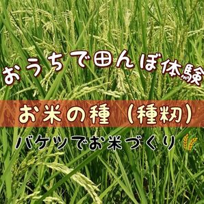 【お家で田んぼ体験】お米の種　種籾20g 自然農コシヒカリ　バケツ稲に◎稲作　はざかけ米　非電気　昔ながらのやり方でそだてています