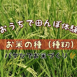 【お家で田んぼ体験】お米の種　種籾20g 自然農コシヒカリ　はざかけ米　バケツ稲に◎稲作　収穫体験　自然観察