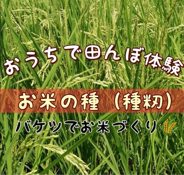 【お家で田んぼ体験】お米の種　15g 種籾　自然農コシヒカリ　はざかけ米　バケツ稲に◎稲作　自然観察　環境　体験　教育　趣味　園芸