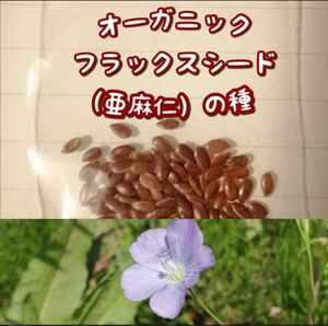 【家庭菜園に水色のお花を】亜麻仁の種　アマニ　フラックスシード　ガーデニング　花畑　ベランダ　プランター　花壇